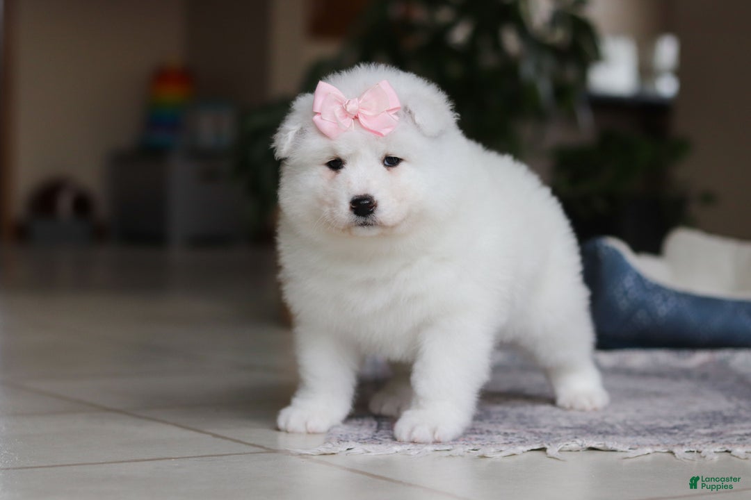 Samoyed dogs for sale: June - Ad 4