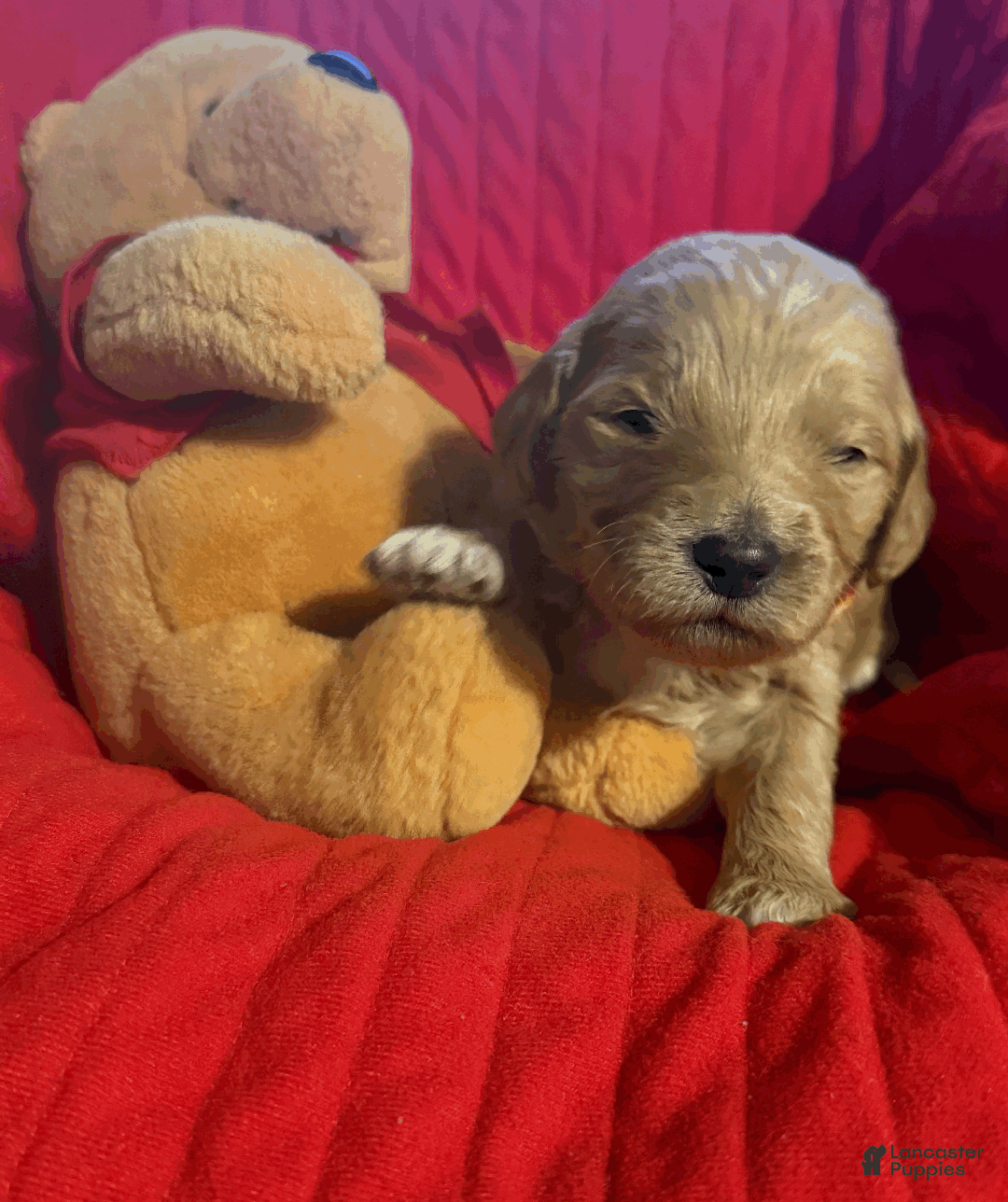 Goldendoodle dogs for sale: Orange  - Ad 1