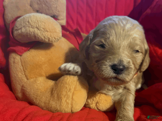 Goldendoodle dogs Orange - Ad 4