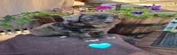 Aussiedoodle dogs for sale: Remington - Ad 1