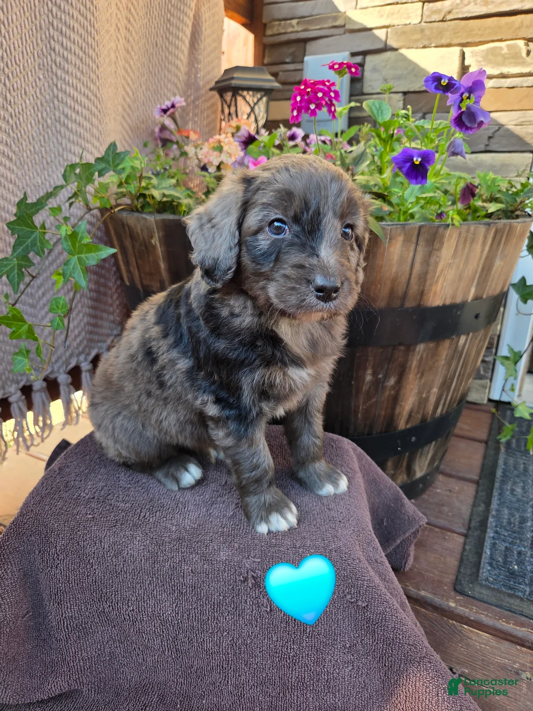 Aussiedoodle dogs for sale: Remington - Ad 1