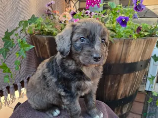 Aussiedoodle dogs for sale: Remington - Ad 4