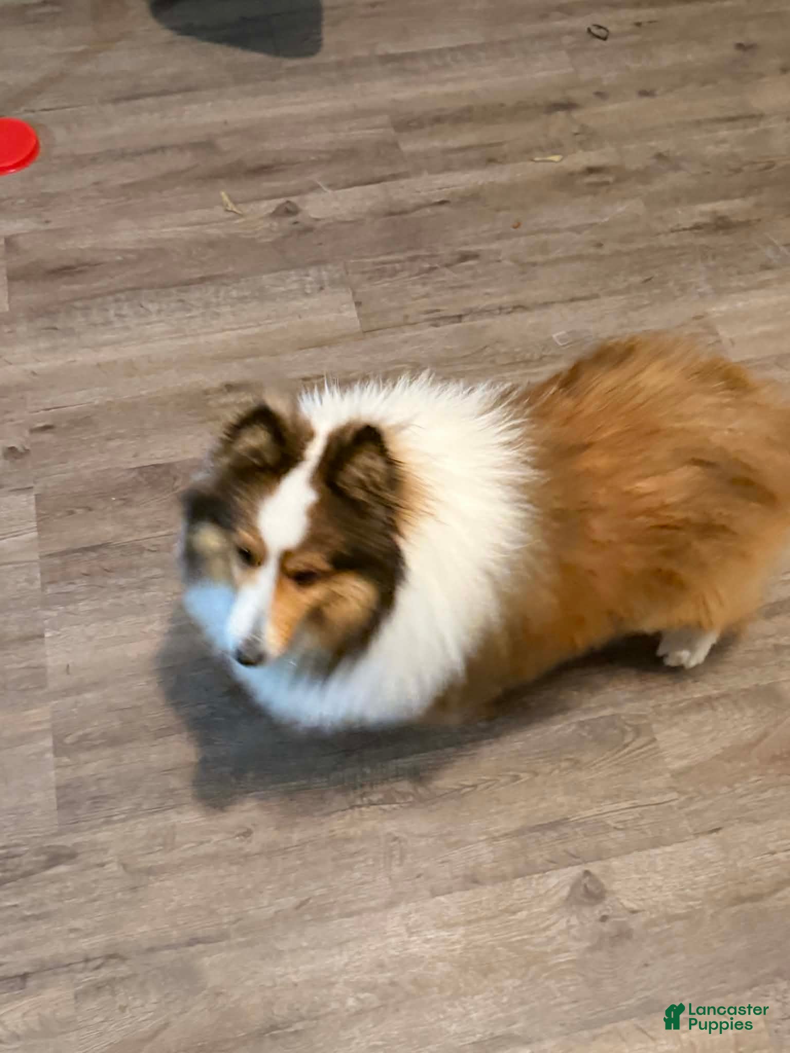 Shetland Sheepdog dogs Buckeye - Adult - Ad 2