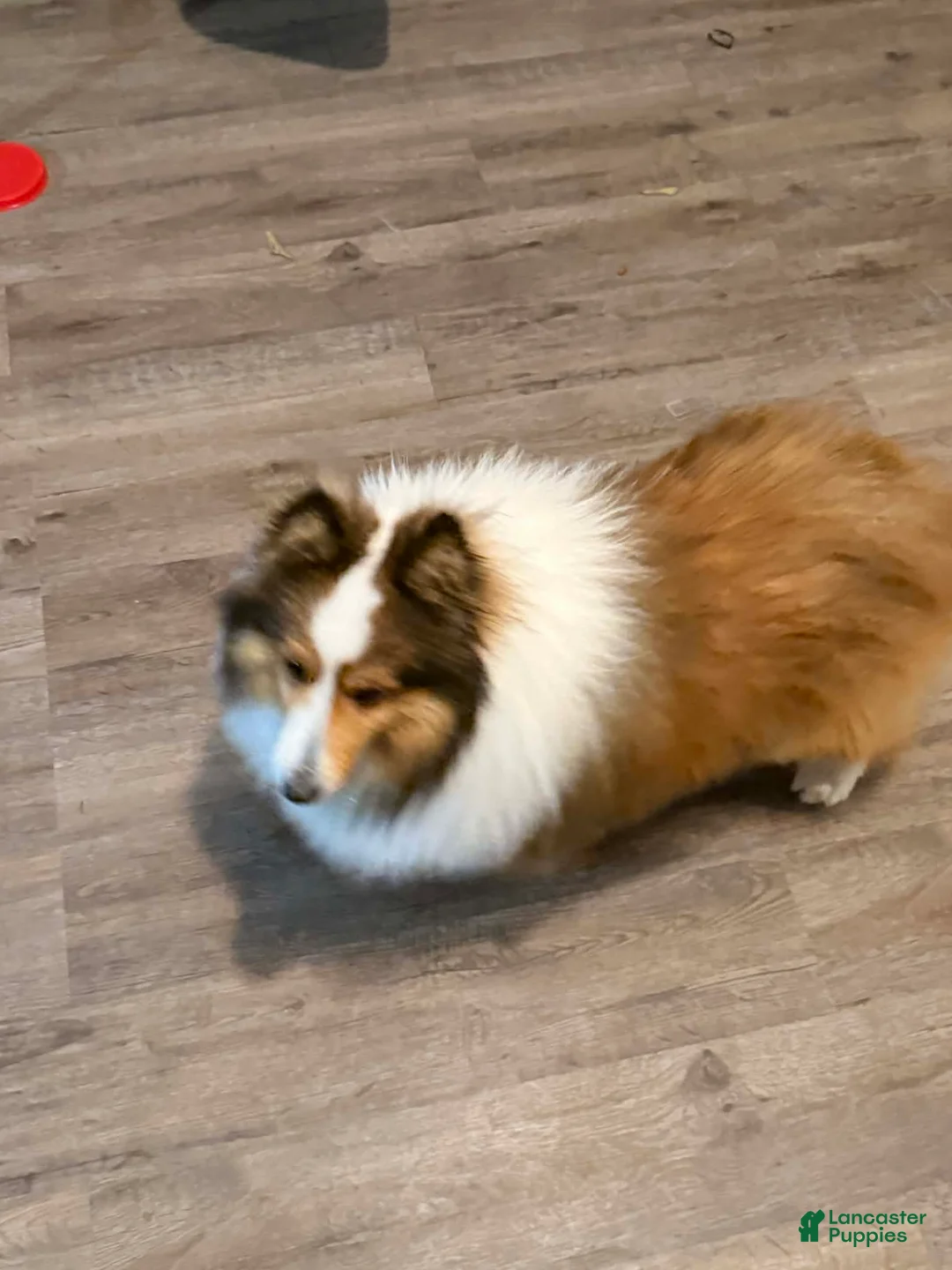Shetland Sheepdog dogs for sale: Buckeye - Adult - Ad 2