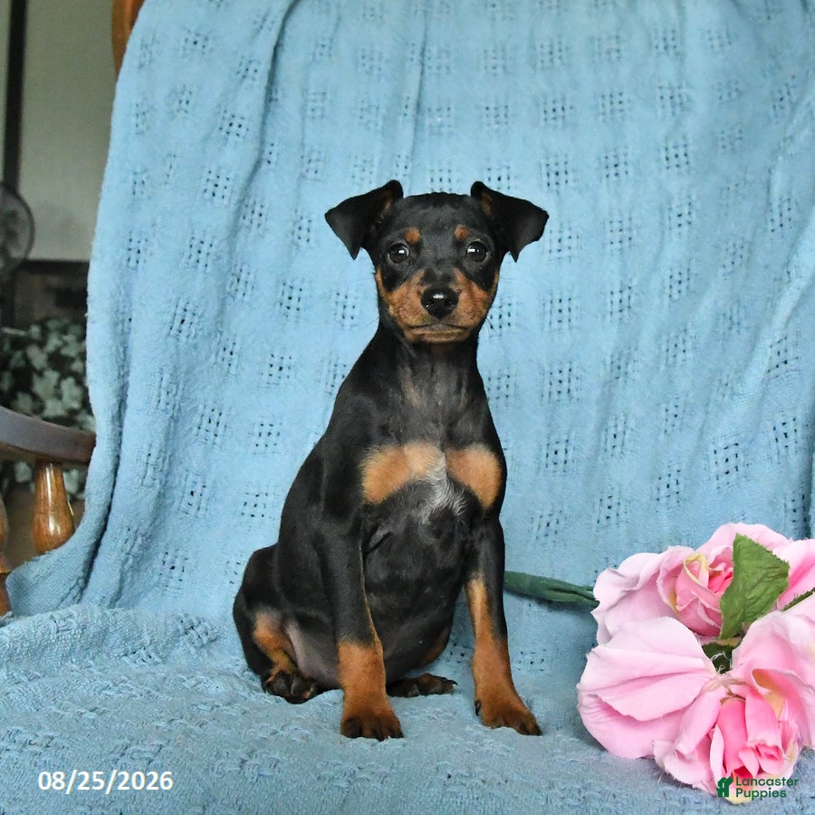 Miniature Pinscher dogs Rover - Ad 1