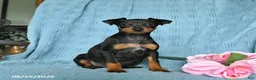 Miniature Pinscher dogs for sale: Rover - Ad 1