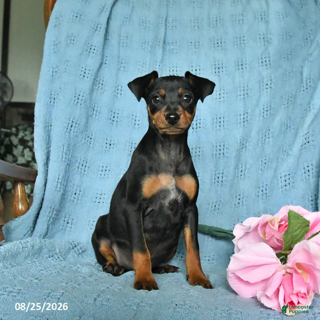 Miniature Pinscher dogs for sale: Rover - Ad 1
