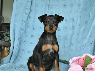 Miniature Pinscher dogs Rover - Ad 1