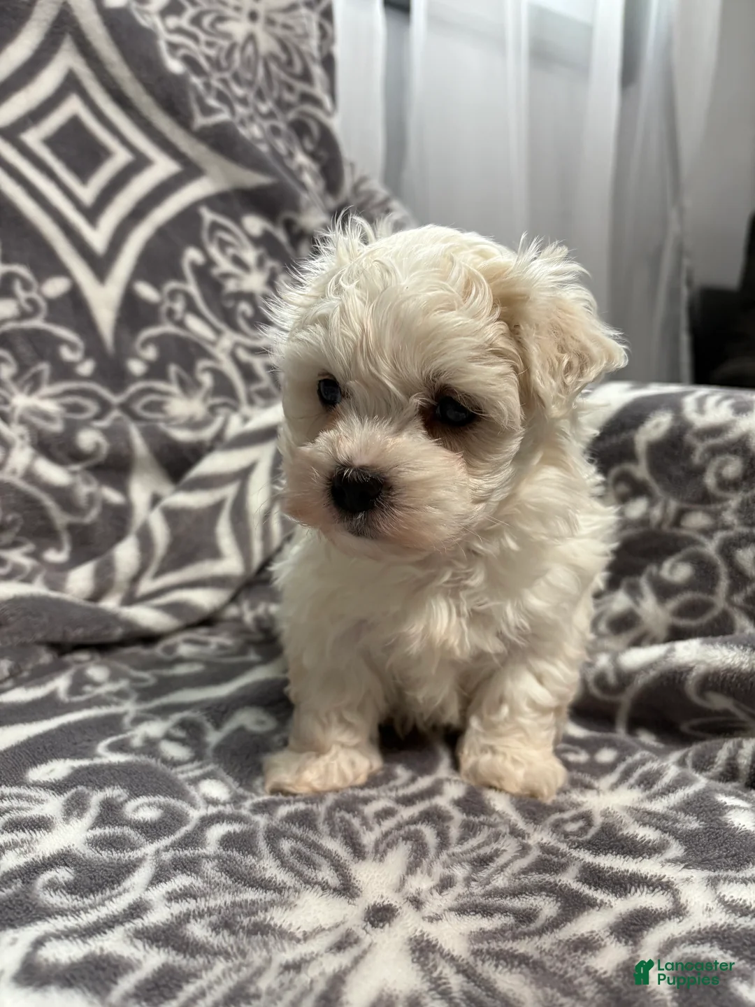 Coton De Tulear dogs for sale: Coconut  - Ad 2