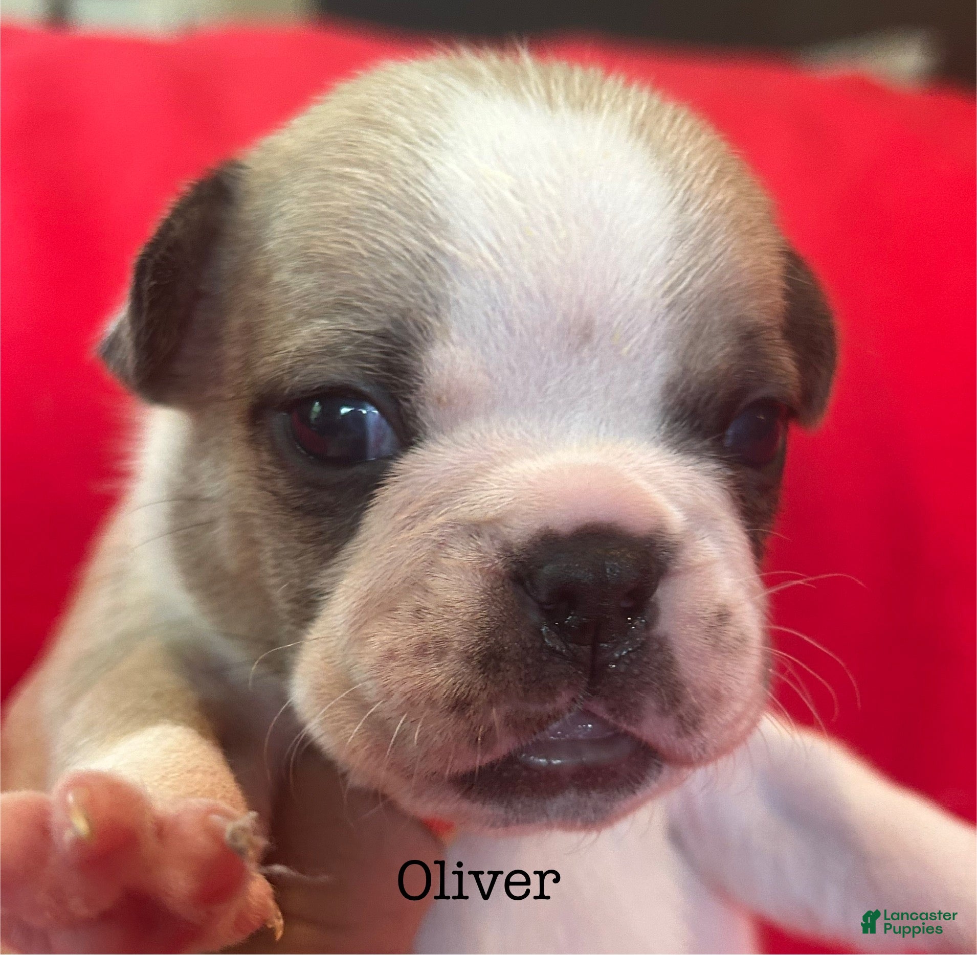 French Bulldog dogs Oliver - Ad 8