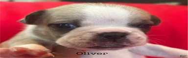 Oliver