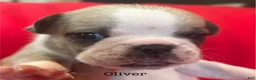 French Bulldog dogs for sale: Oliver - Ad 1