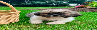 Jade