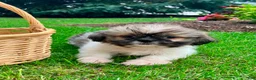 Shih Tzu dogs for sale: Jade - Ad 1