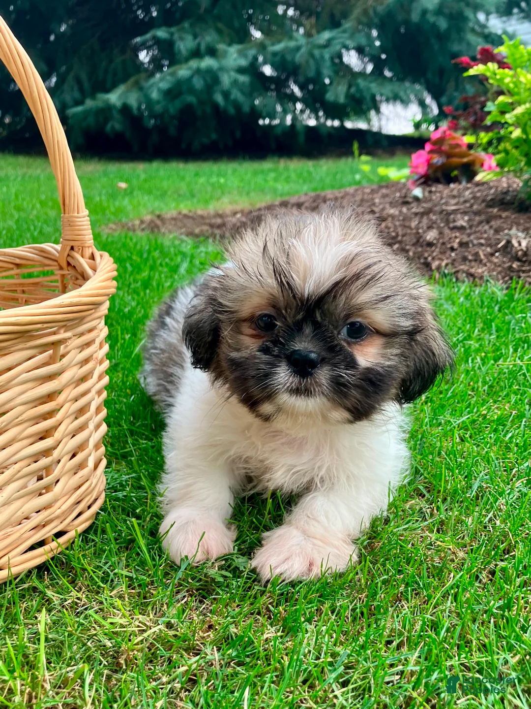 Shih Tzu dogs for sale: Jade - Ad 1