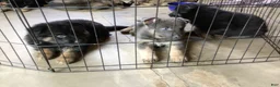 German Shepherd dogs for sale: German Shepherd 5 - Ad 1