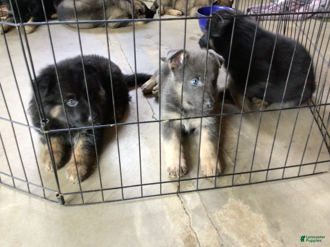 German Shepherd dogs for sale: German Shepherd 5 - Ad 1