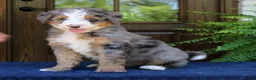 Mini Bernedoodle dogs for sale: Nash  - Ad 3
