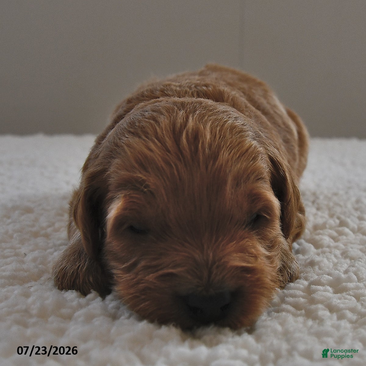 Mini Goldendoodle dogs Cooper - Ad 2
