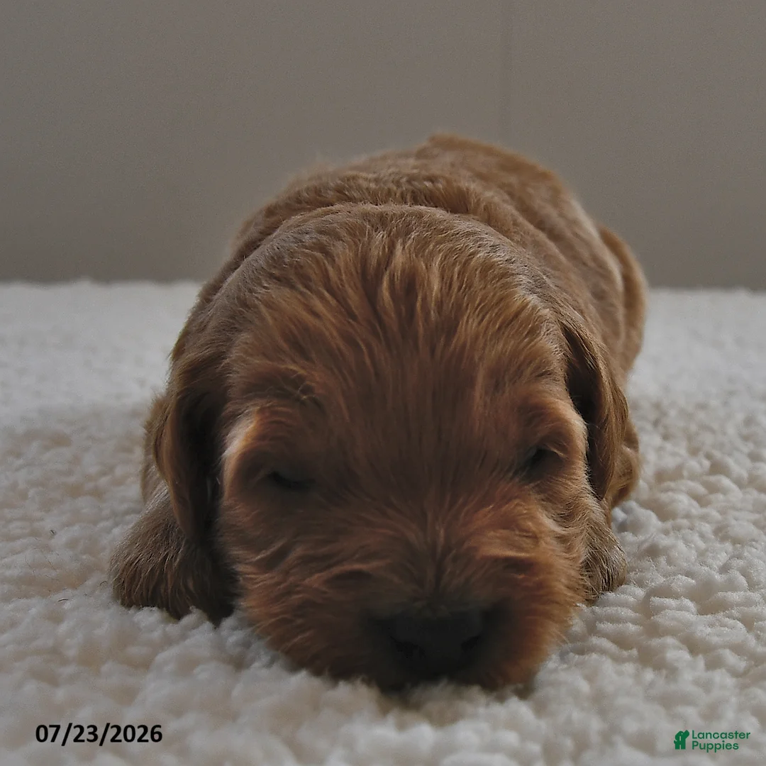 Mini Goldendoodle dogs for sale: Cooper - Ad 2