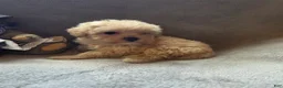Maltipoo dogs for sale: Ruby - Ad 8