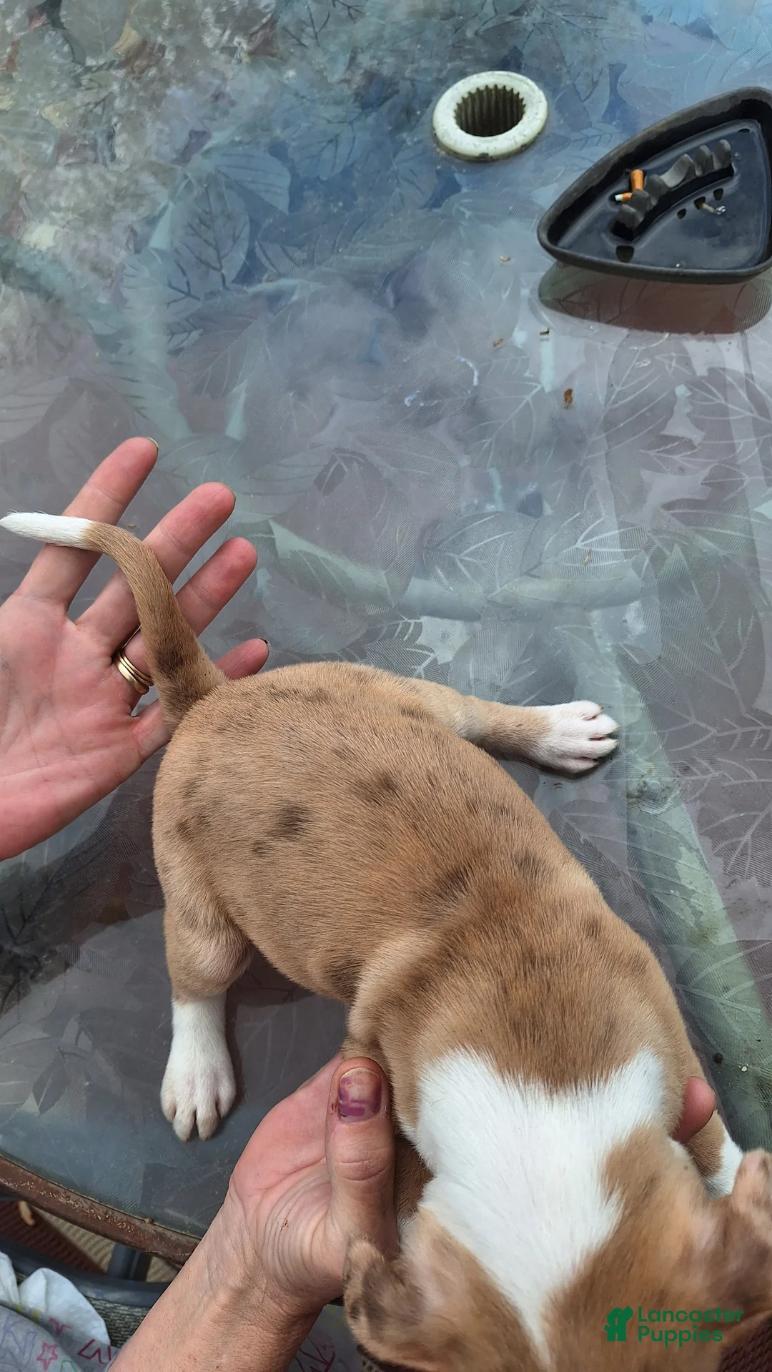 Mixed Breed dogs for sale: Snickerdoodle - Ad 3