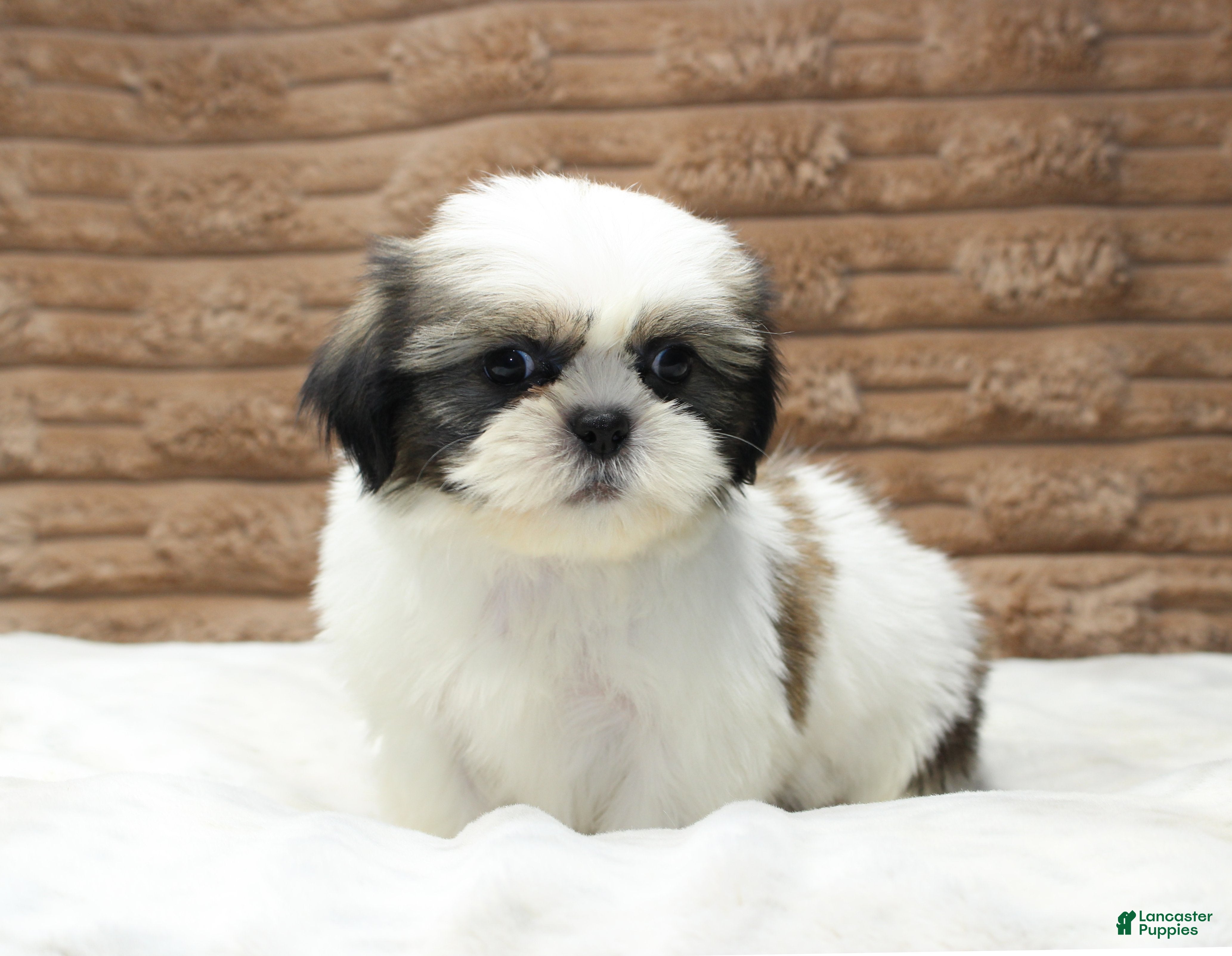 Shih Tzu dogs Ollie - Ad 29