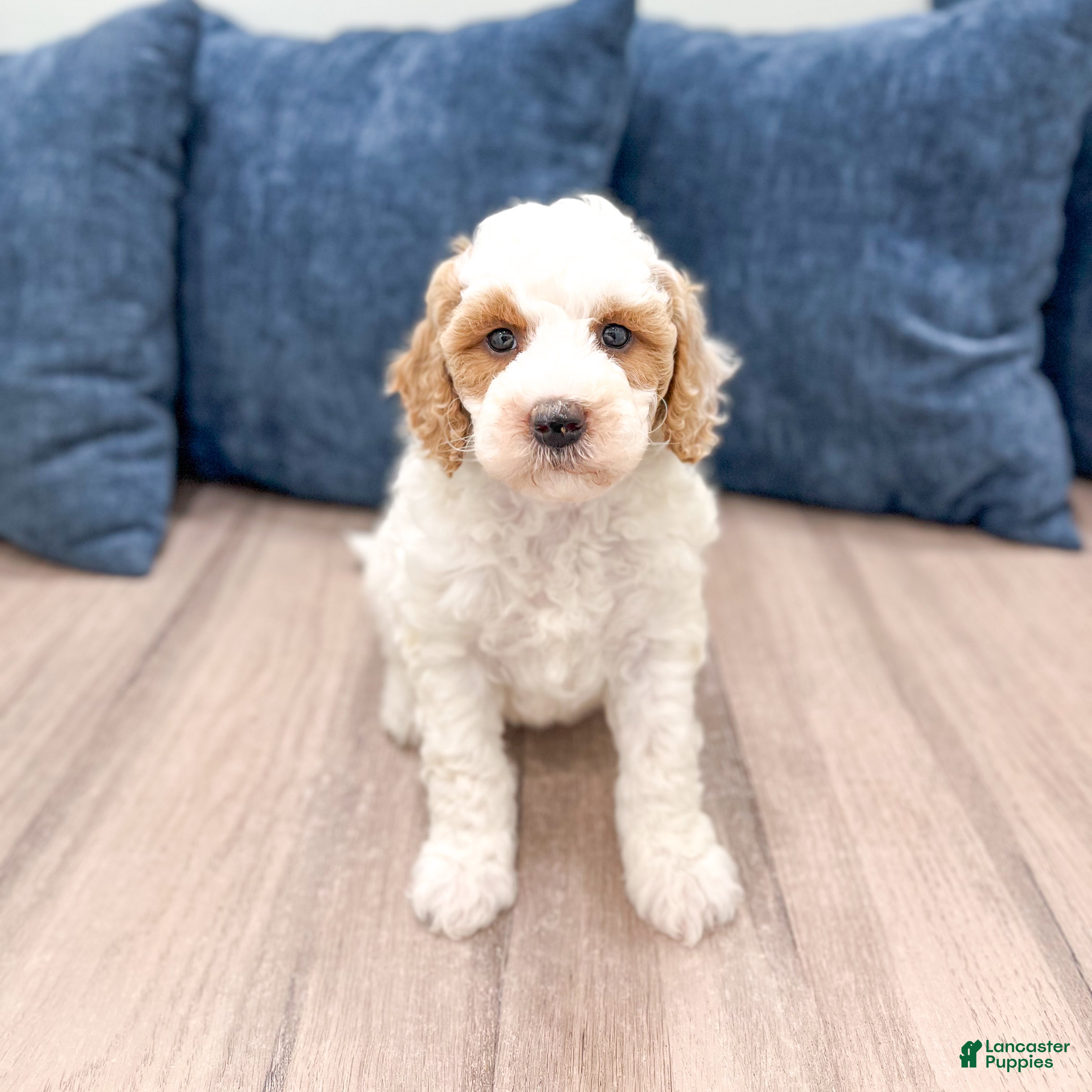 Mini Goldendoodle dogs Amber - Ad 2