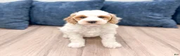 Mini Goldendoodle dogs for sale: Amber - Ad 2