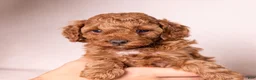 Miniature Poodle dogs for sale: Euphoria  - Ad 5