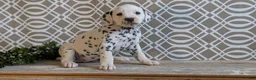 Dalmatian dogs for sale: Kylie - Ad 7
