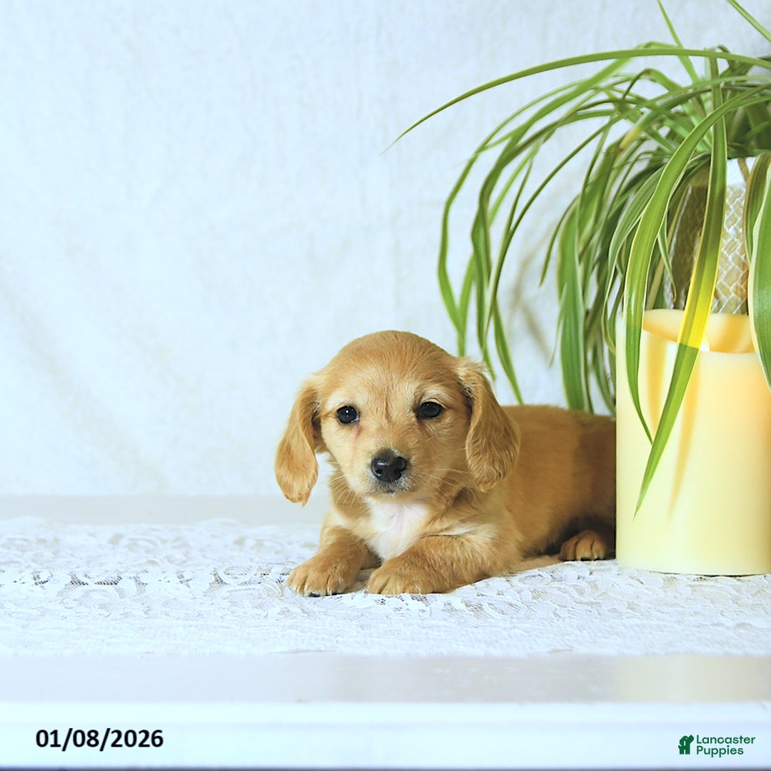 Dachshund dogs for sale: Missy - Ad 2