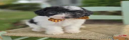 Mini Sheepadoodle dogs for sale: Josh - Ad 7