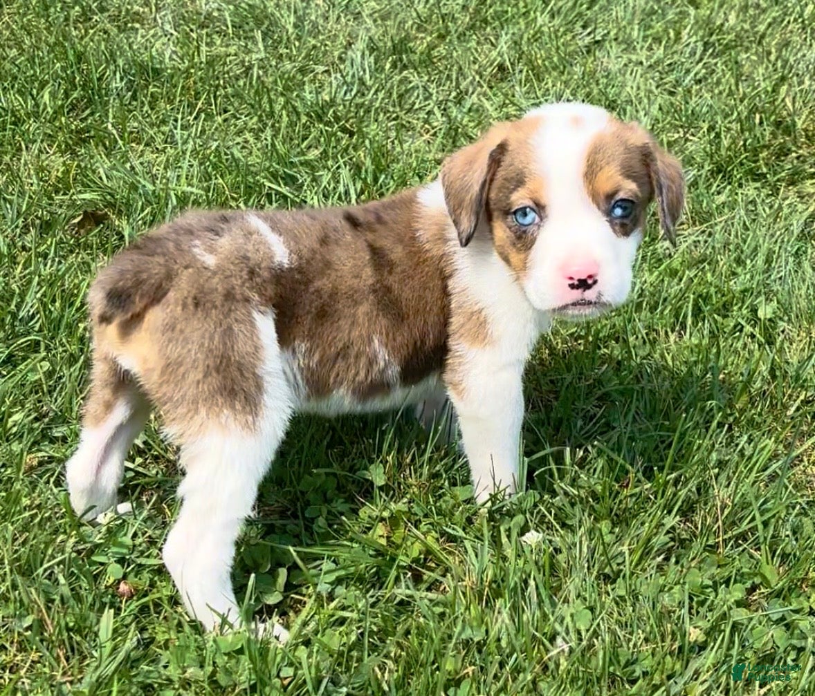 Mixed Breed dogs Bella - Ad 1