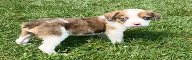 Bella