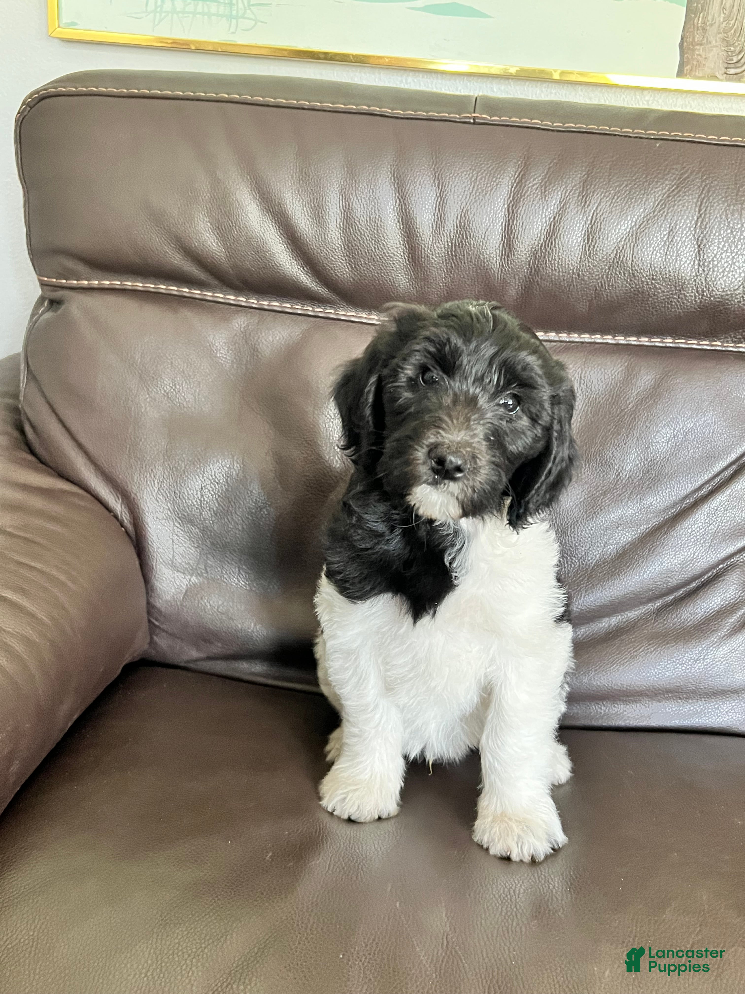 Mixed Breed dogs Oreo - Ad 1