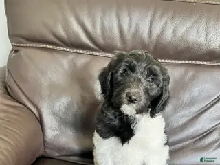 Mixed Breed dogs for sale: Oreo - Ad 4