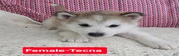 Alaskan Malamute dogs for sale: Alaskan Malamute 3 - Ad 1