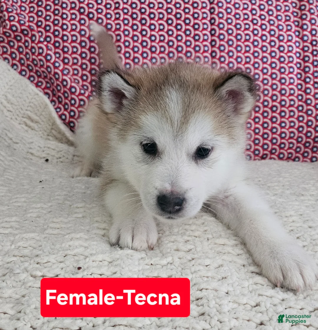 Alaskan Malamute dogs for sale: Alaskan Malamute 3 - Ad 1