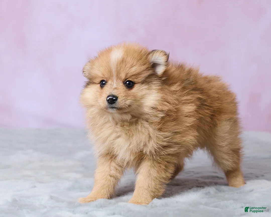Pomeranian dogs for sale: Lilly - Ad 5