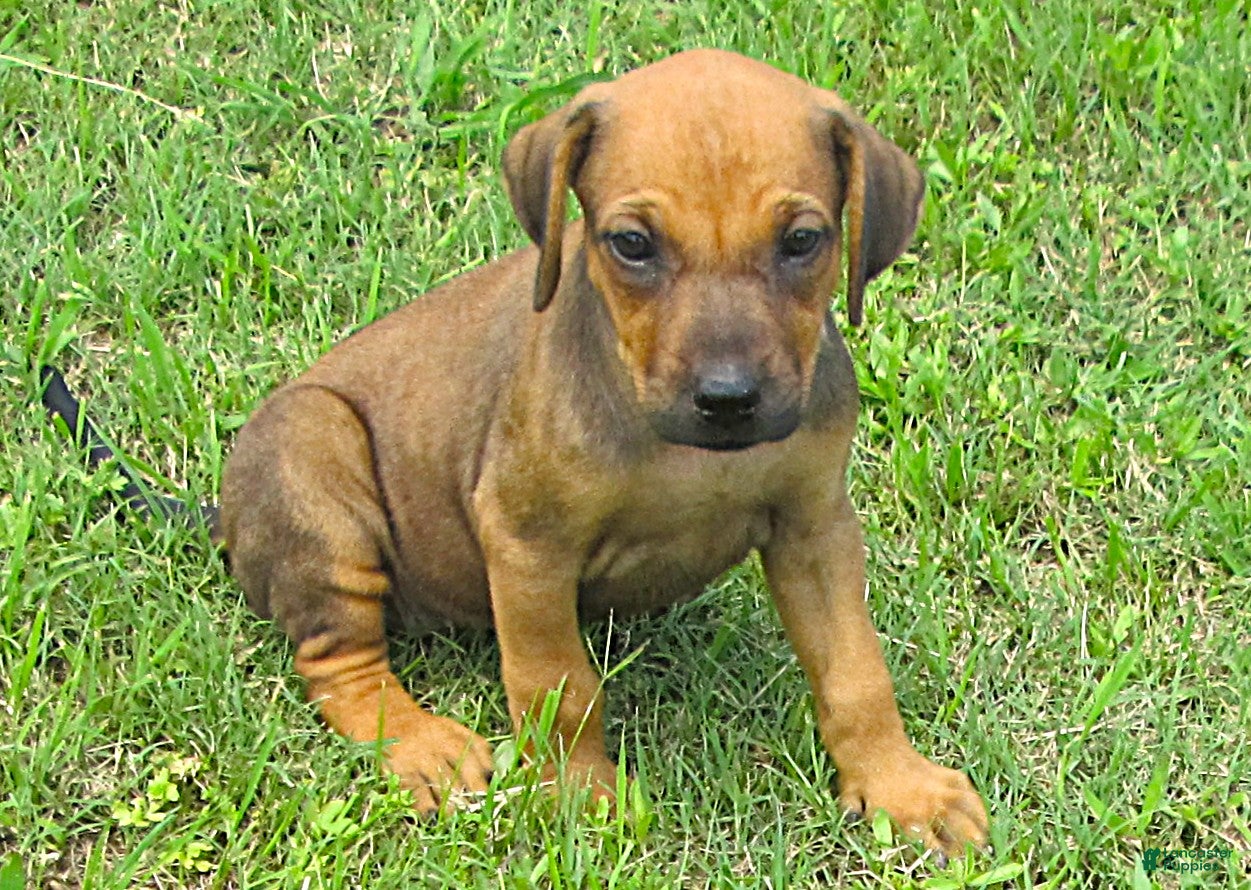 Rhodesian Ridgeback dogs Rhodesian Ridgeback 2 - Ad 5