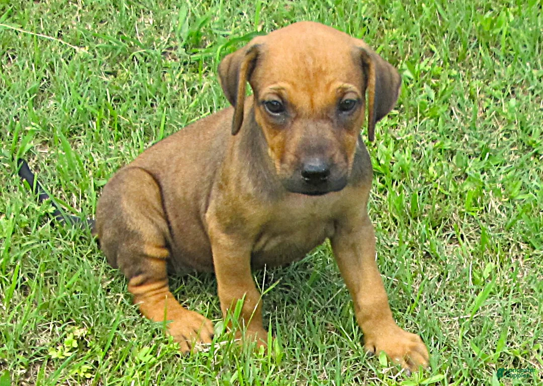 Rhodesian Ridgeback dogs for sale: Rhodesian Ridgeback 2 - Ad 1