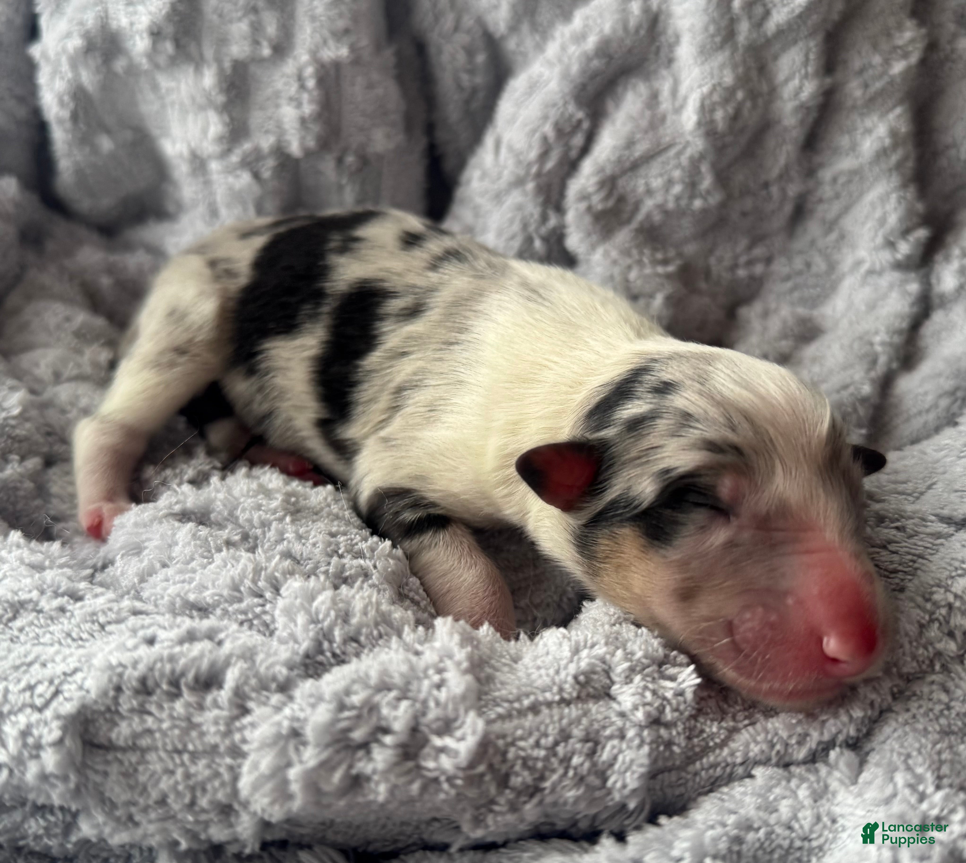 Collie dogs Rumour - Ad 15