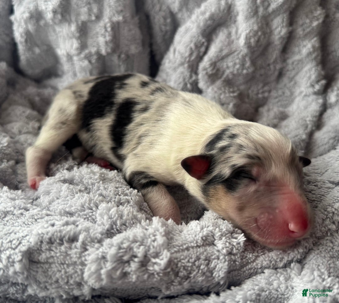 Collie dogs for sale: Rumour - Ad 1