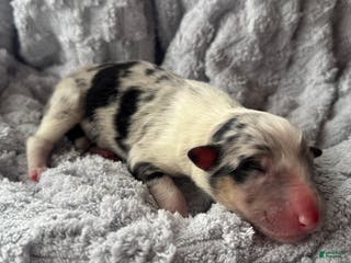 Collie dogs Rumour - Ad 42