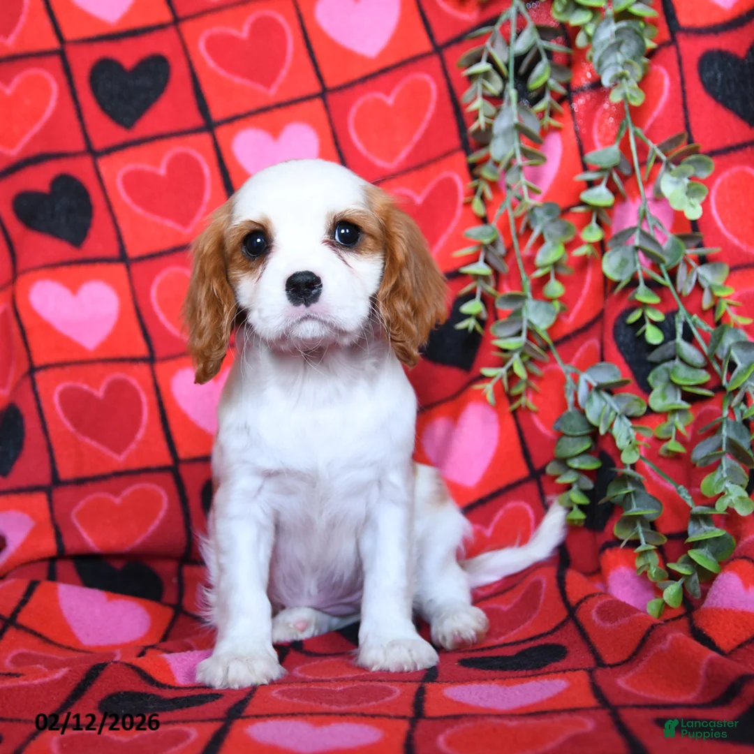 Cavalier King Charles Spaniel dogs for sale: Cupid - Ad 1