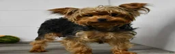 Yorkshire Terrier dogs for sale: Asia - Ad 6