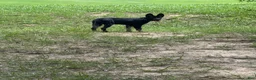 German Shepherd dogs for sale: German Shepherd Puppy 1 - Ad 3