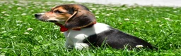 Beagle dogs for sale: Vance - Ad 2