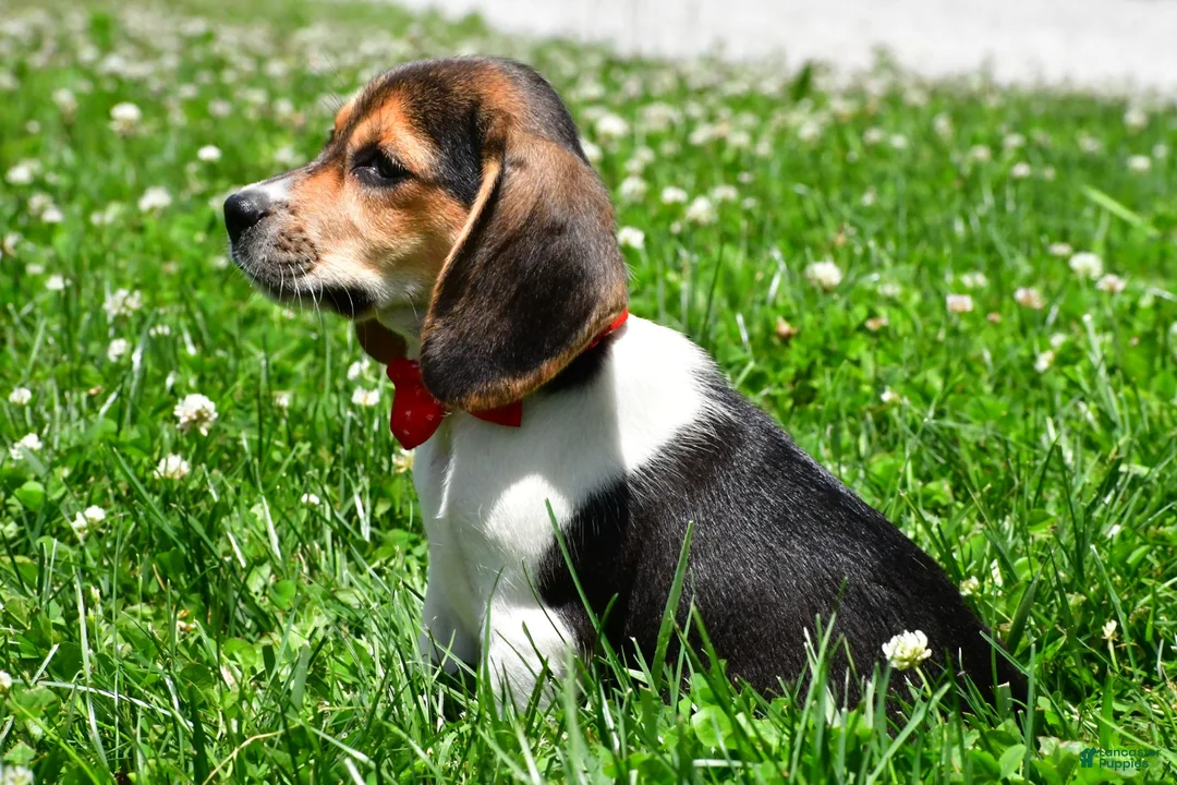 Beagle dogs for sale: Vance - Ad 2
